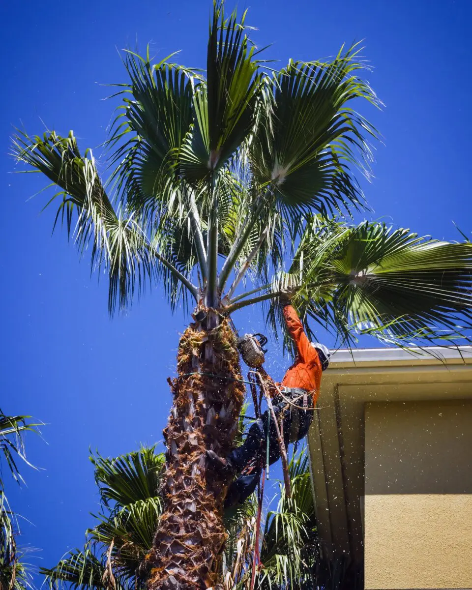 Our arborist at Boca Tree Service trimming a palm tree in Pompano Beach FL