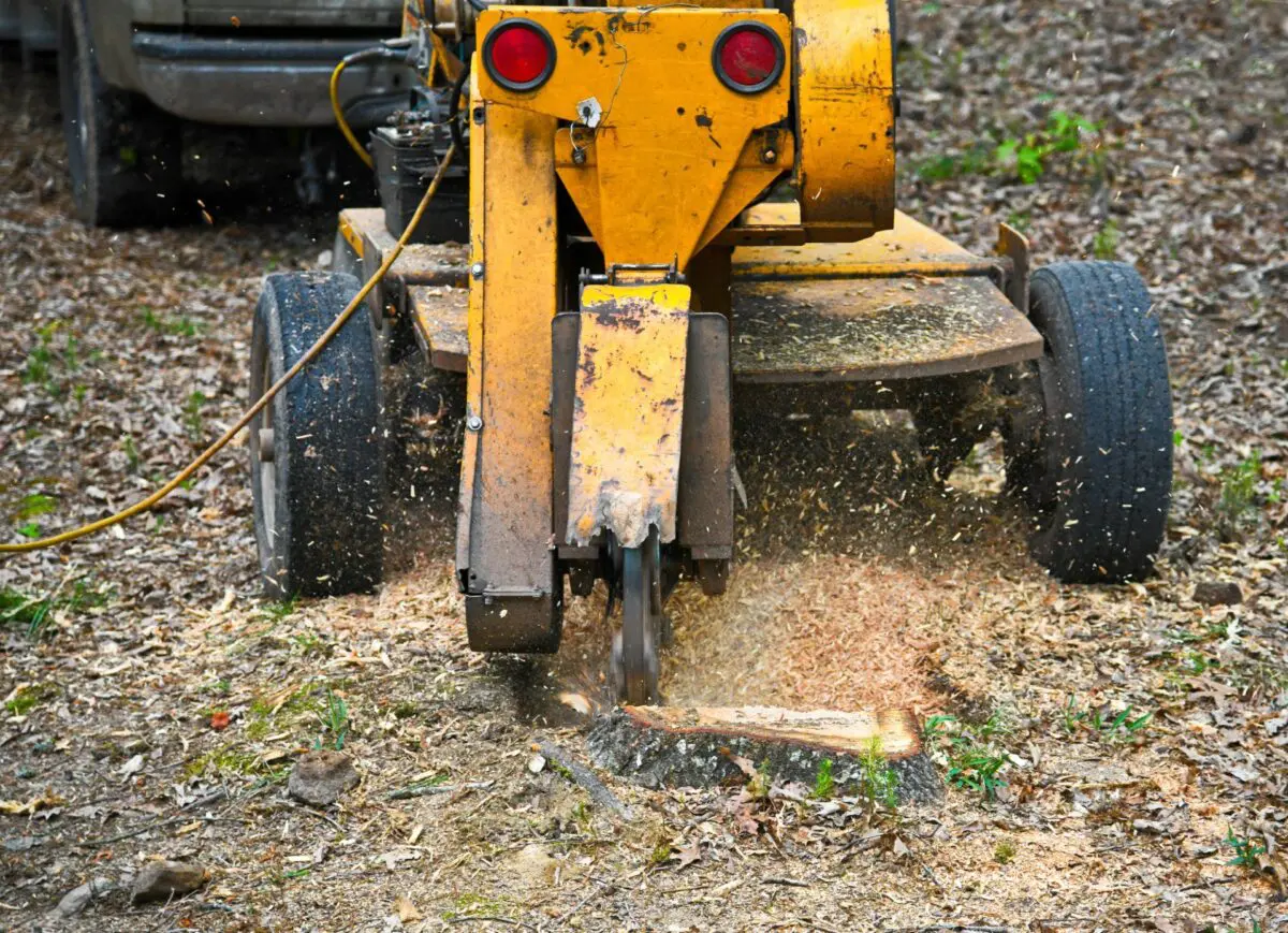 A yellow stump grinder operated by licensed arborists in Pompano Beach is actively grinding a tree stump, creating wood chips and sawdust. The grinder's sharp teeth are cutting into the stump, scattering mulch and debris around the forested ground. A vehicle is partially visible in the background, a testament to their efficient tree services.