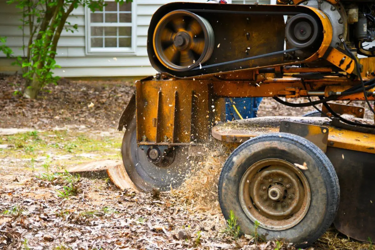 A close-up shot of a stump grinder in action, chipping away at a tree stump, with wood shavings flying. The machine's spinning blade and wheels are visible. The background shows a house with siding and windows, along with some leaves and mulch on the ground—an expert display of professional stump grinding.
