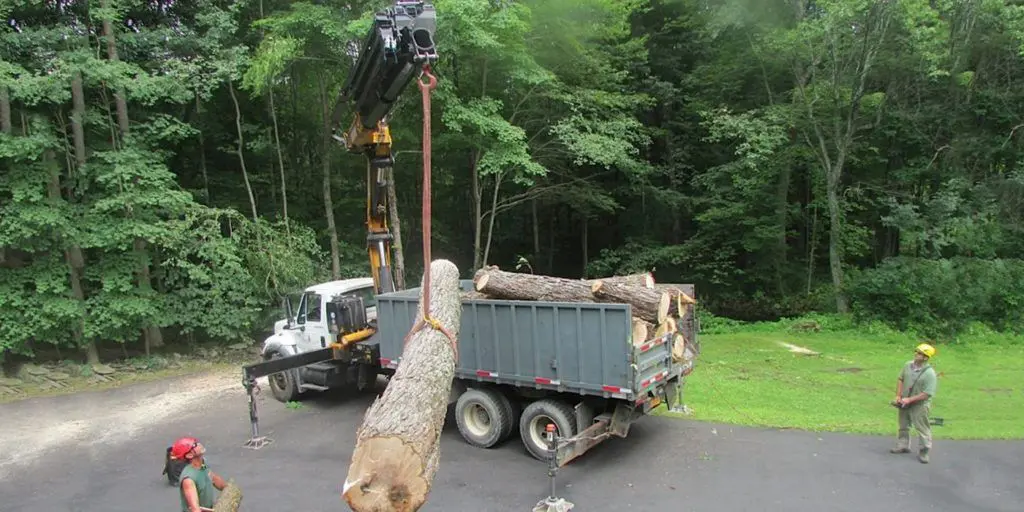 Workers in Palm Beach County use a crane attached to a truck to lift a large tree trunk. Another worker stands beside the truck, inspecting the process. The area, possibly in Boca Raton, is surrounded by dense green trees, making the scene feel like a well-coordinated tree removal effort in lush surroundings.