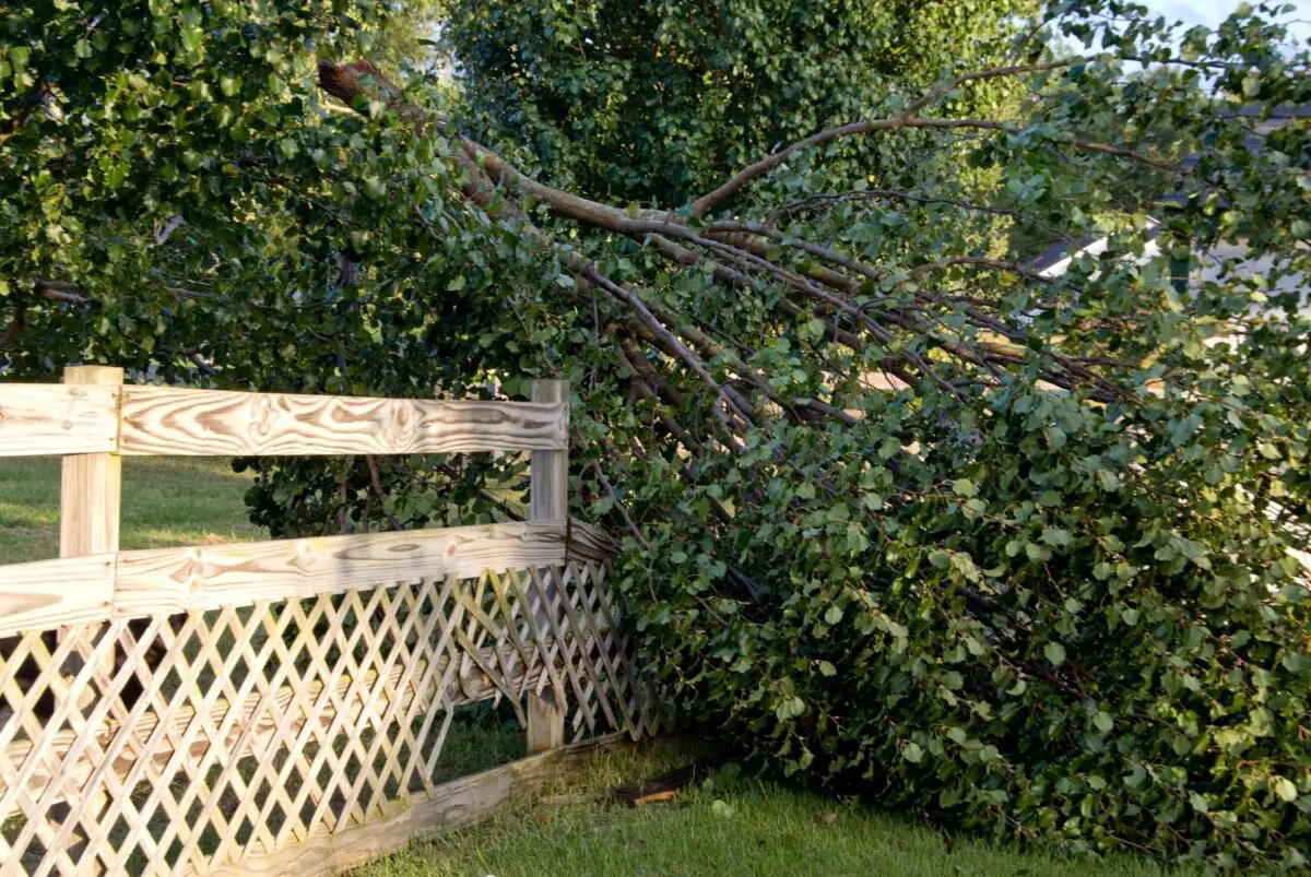 A large tree has fallen on a wooden lattice fence in a yard. The tree appears to have broken off at the trunk, with its branches leaning heavily on and over the fence. Green grass and another tree are visible in the background. Palm Beach County's 24 Hour Tree Services is ready for emergency tree removal.