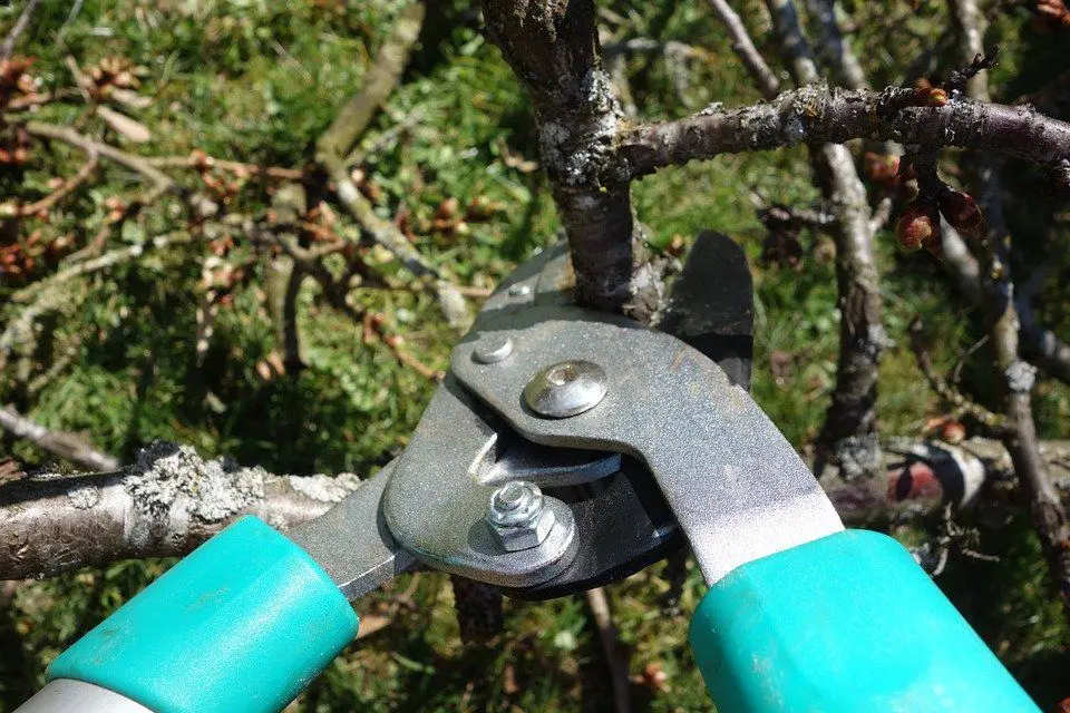 A pair of green-handled loppers with sharp blades is cutting a tree branch, expertly wielded by licensed arborists. The background features more tree branches and leaves, capturing the art of tree trimming in Palm Beach County. The image focuses on the precise cutting action of the tool.