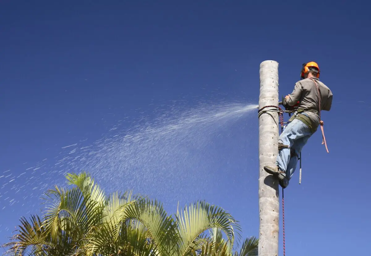 A worker wearing protective gear, including a helmet, earmuffs, and safety harness, is perched on a high pole against a clear blue sky in Palm Beach County. They are using a tool to spray water. Palm fronds are visible at the bottom left of the image.