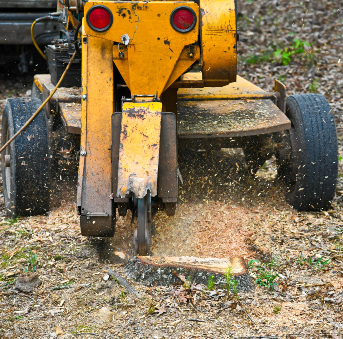 A yellow stump grinder in action, grinding down a tree stump into wood chips. The ground is covered with wood shavings, indicating ongoing work. The grinder's rotating blade is visible, cutting through the stump.