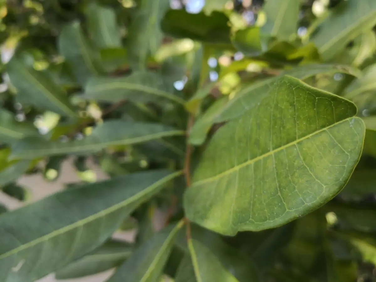 Close-up view of green leaves on a branch. The image focuses on the foreground leaves, showcasing their veins and textures, while the background leaves appear blurred. The natural light accentuates the vibrant green color of the leaves, a testament to expert care by arborists in Palm Beach County.