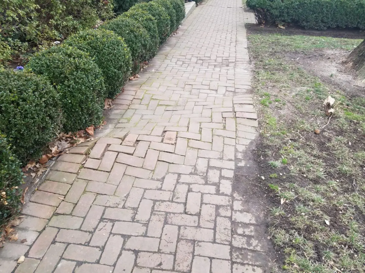 roots lifting up a paver sidewalk before roots were removed