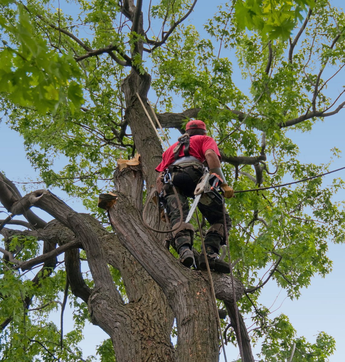 arborist cutting the branches of a large tree in Delray Beach FL to prepare it for tree removal