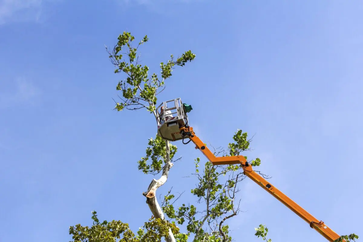tree trimmer in bucket truck pruning trees in Deerfield Beach FL