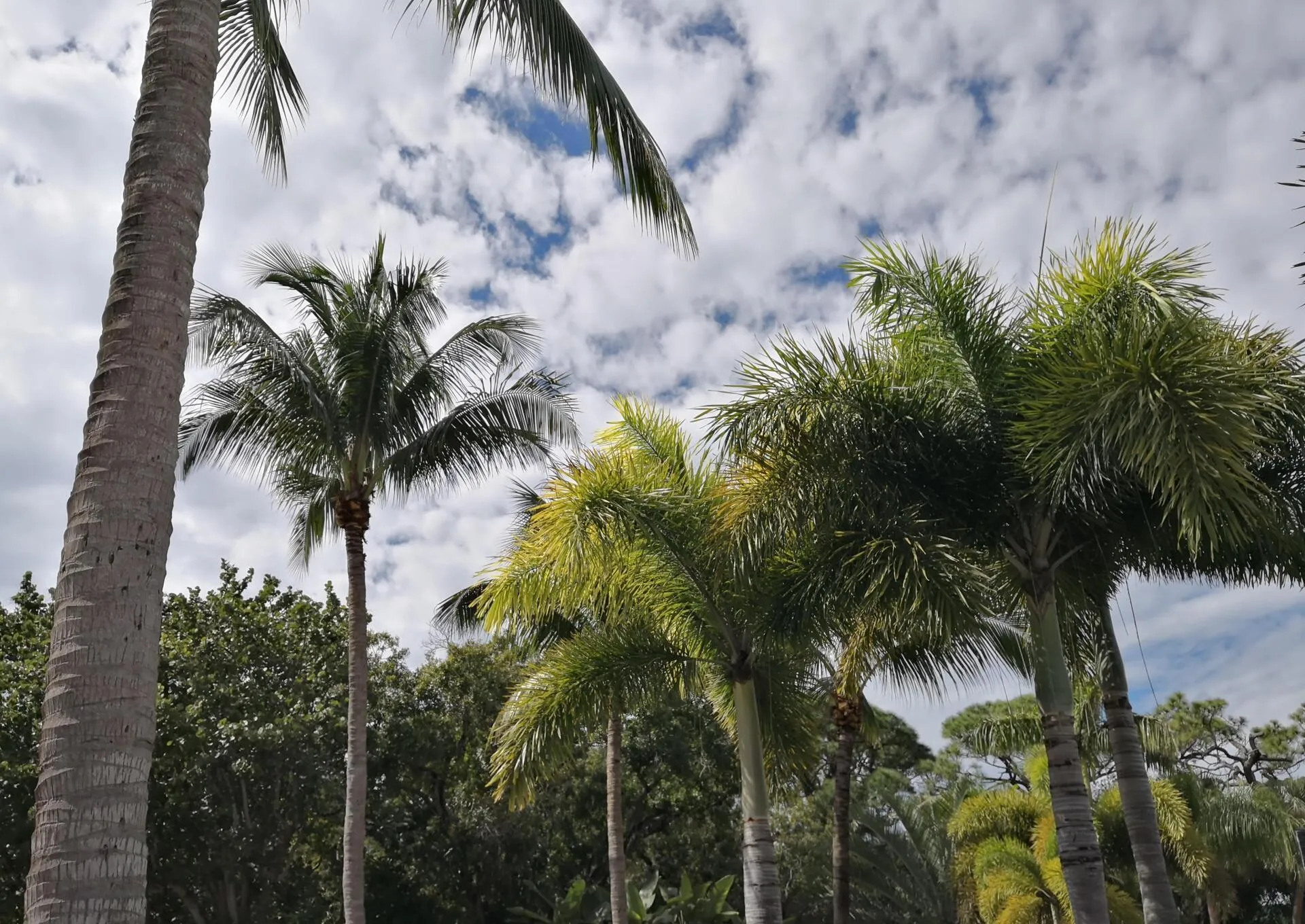 Palms trees after being trimmed in Boca Raton FL