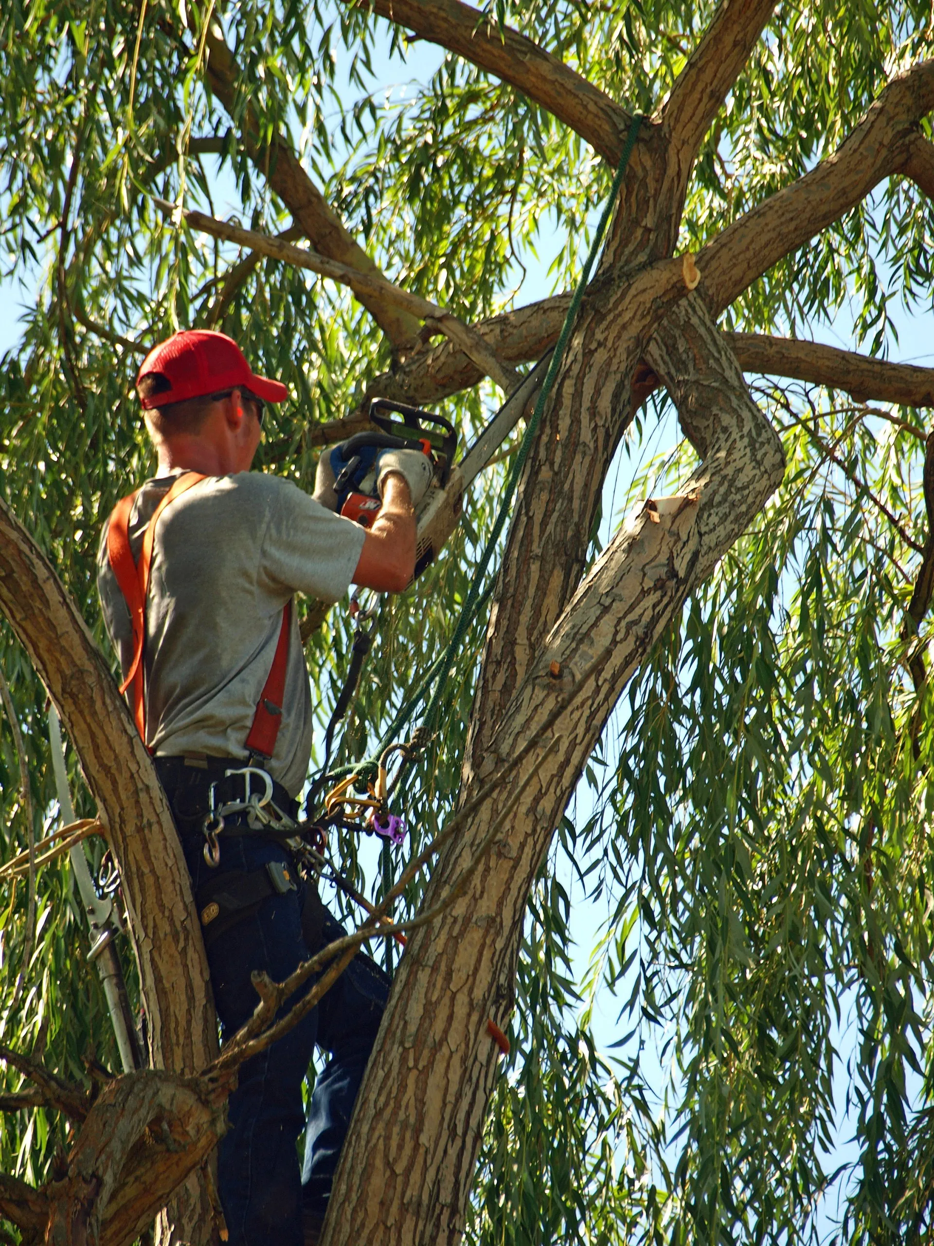 The arborist is sawing each branch of the tree with a chainsaw.