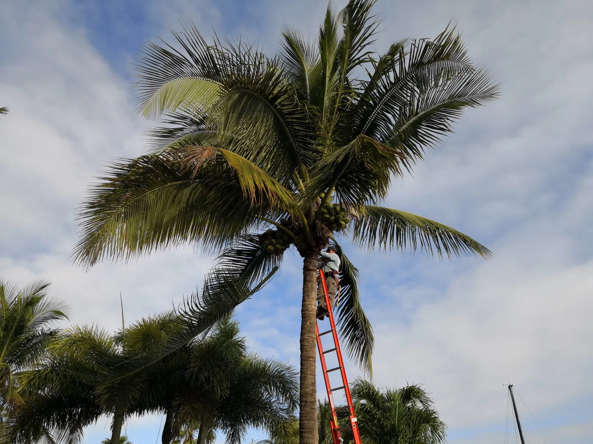 Boca Tree Service Arborist in Delray Beach trimming the palm tree