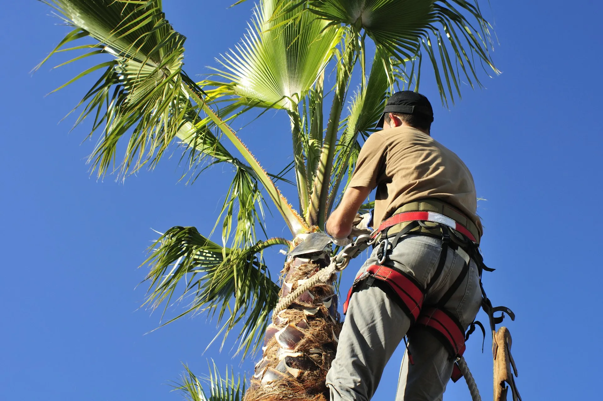 Boca Tree Service Arborist in Lighthouse Point FL cutting some branches of the palm tree