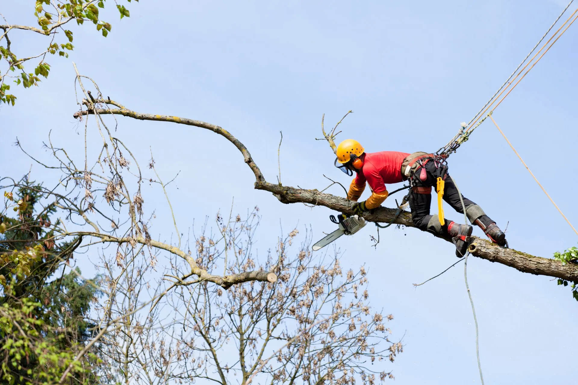 The arborist is removing some branches of a large tree in Lighthouse Point FL before proceeding to the tree removal process