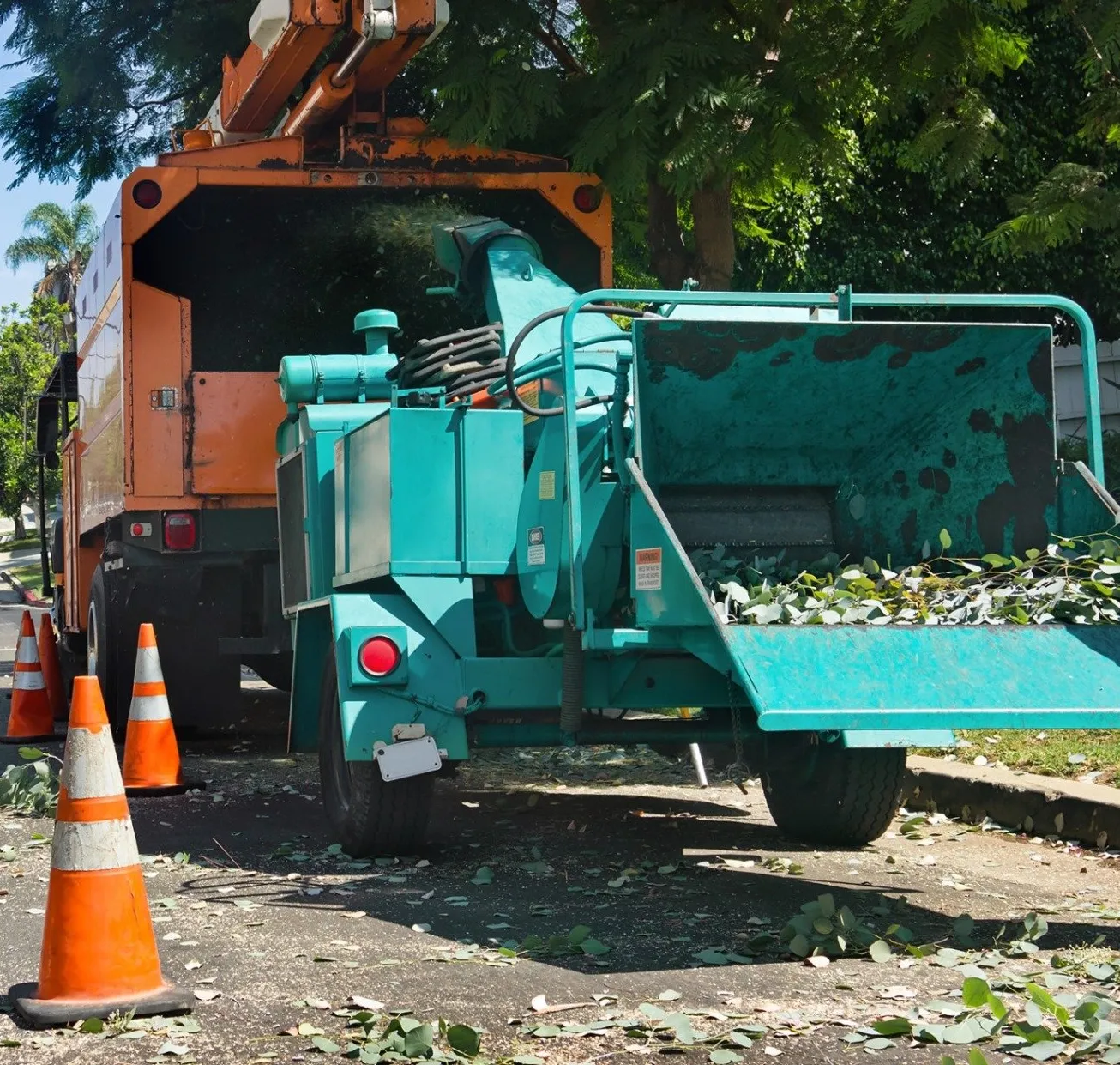 A tree trimming truck is parked next to a road in Boca Raton, with large green branches being fed into a wood chipper. Orange safety cones are placed around the work area. The scene is set beneath a leafy tree on a sunny day in Palm Beach County.