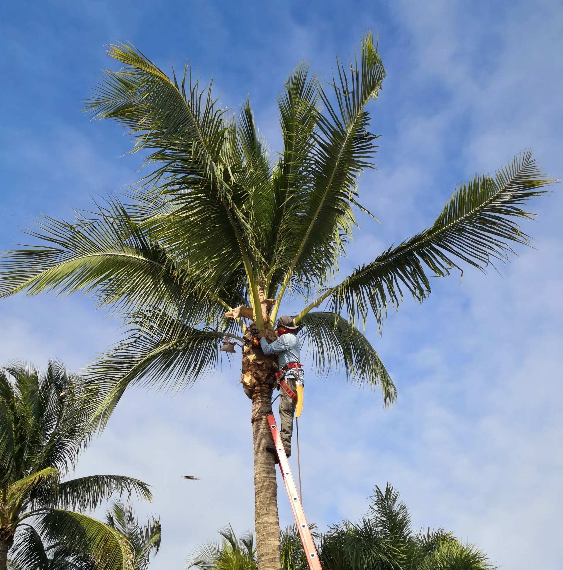 A licensed and insured arborist in protective gear is climbing a ladder leaned against a tall palm tree, meticulously trimming the branches. The sky is partly cloudy, with other palm trees visible in the background.