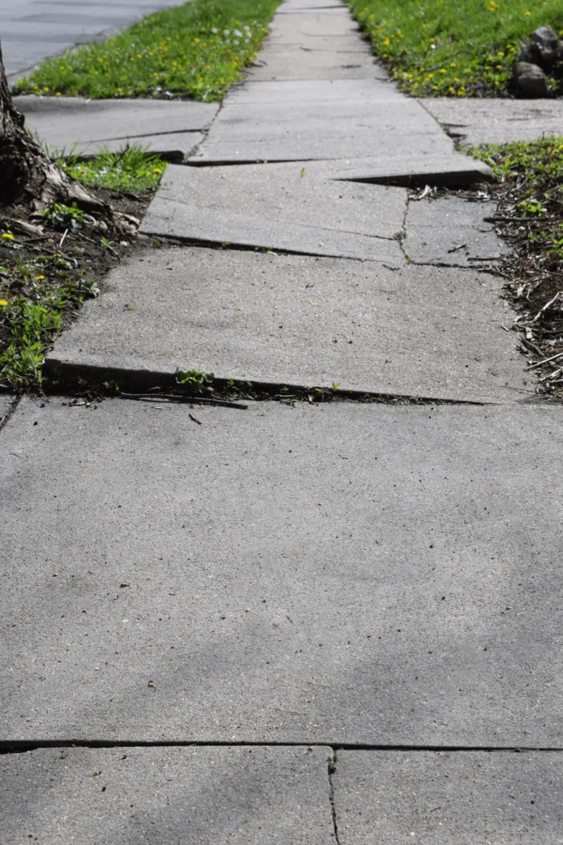 sidewalk being lifted by tree roots in Boca Raton. Ready to have a root pruning service performed by one of our arborists