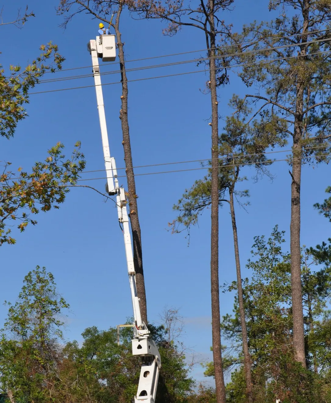 tree trimming performed by a Boca Tree Service arborist